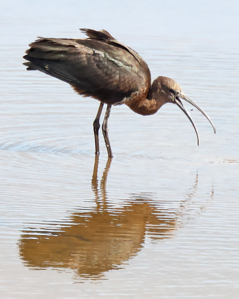 glossy ibis